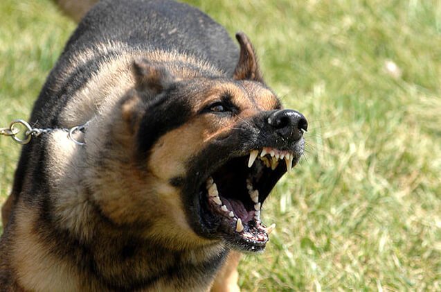 German shepard barking while on a lead.