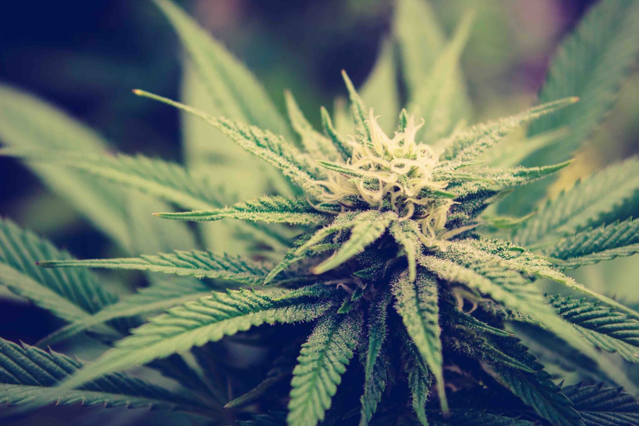 Oklahoma Legislators Seek to Categorize 7-Hydroxy Separately From Kratom